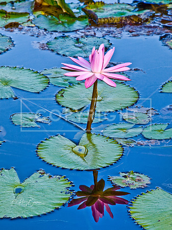 1167 Waterlily - University of Tampa, Florida