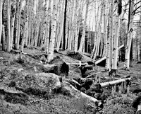 0012 BW Birches & Fiddleheads - Gorham, NH