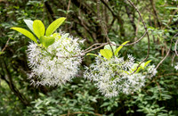 3225 Fringe Tree flower - Tarbin Gardens, Franklin, NH