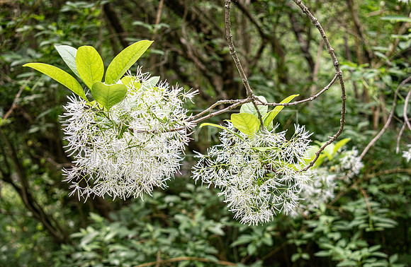 3225 Fringe Tree flower - Tarbin Gardens, Franklin, NH