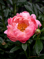 3247  Peony - Tarbin Gardens, Franklin, NH
