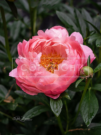 3247  Peony - Tarbin Gardens, Franklin, NH