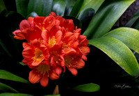3265 Clivia - Tarbin Gardens - Franklin, NH