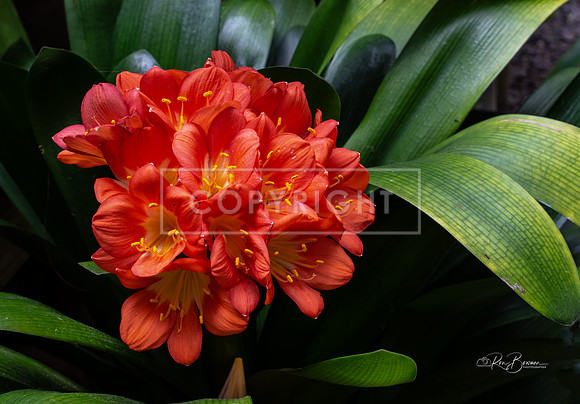 3265 Clivia - Tarbin Gardens - Franklin, NH