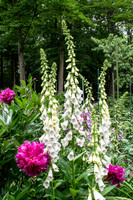 3242 Foxglove and Peony - Tarbin Gardens, Franklin, NH