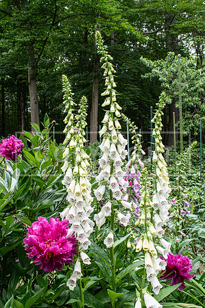 3242 Foxglove and Peony - Tarbin Gardens, Franklin, NH