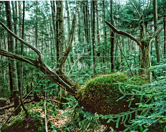 0002 Forest Antlers - Franconia Notch, NH