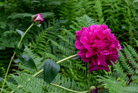3253 Peony - Tarbin Gardens - Franklin, NH
