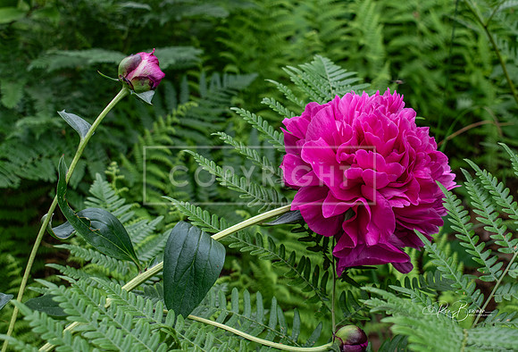 3253 Peony - Tarbin Gardens - Franklin, NH