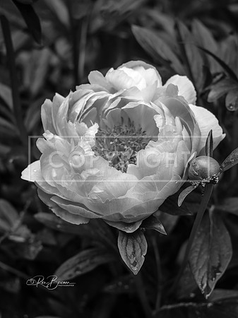3247 BW Peony - Tarbin Gardens - Franklin, NH