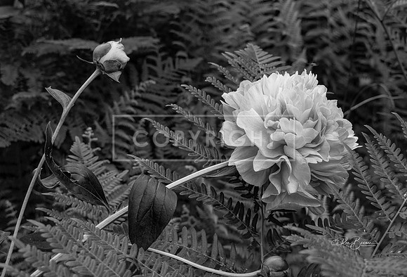 3253 BW Peony - Tarbin Gardens - Franklin, NH