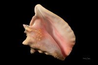 3003 Conch Shell - Franklin, NH Studio