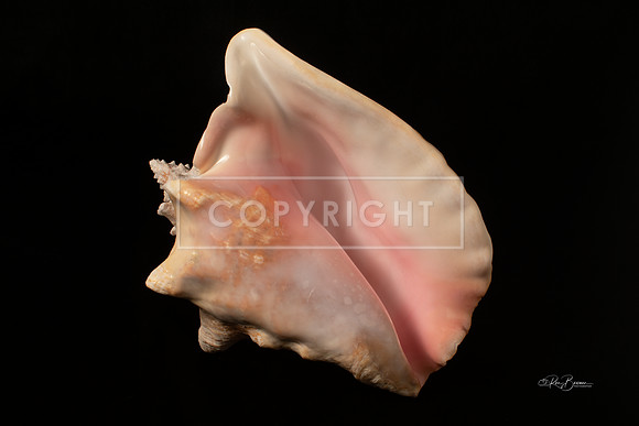 3003 Conch Shell - Franklin, NH Studio