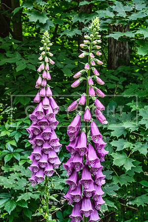 RON_0043 Fox Glove - Tarbin Gardens - Franklin, NH