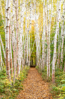 2945  Autumn Birch Path - Campton, NH