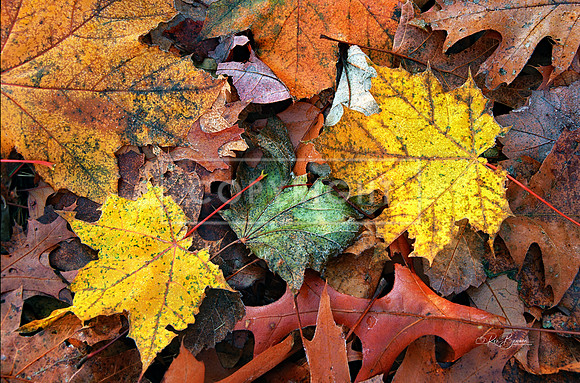 Fall Leaves NH
