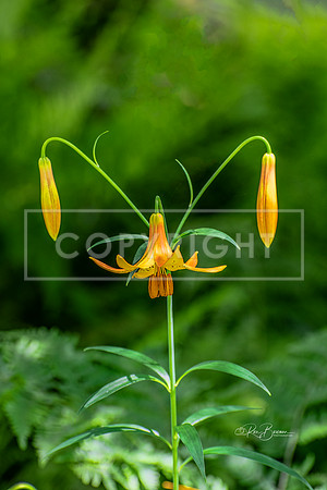 2367 Canada Lily - Tarbin Gardens, Franklin, NH