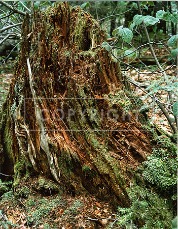0001 Tree Stump - Franconia Notch, NH